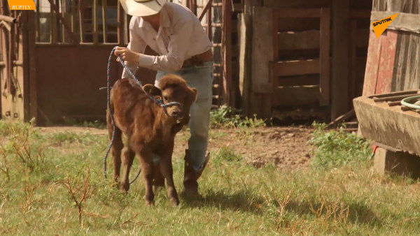 五條腿小牛犢與母親團聚 - 俄羅斯衛星通訊社