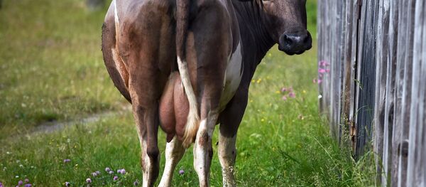 母牛 - 俄罗斯卫星通讯社