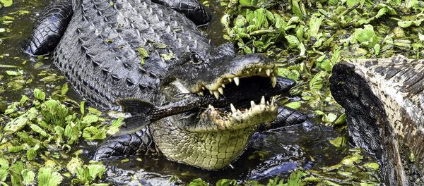 渔民被巨鳄从船底缝隙中直接拖走 - 俄罗斯卫星通讯社