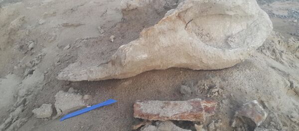 外贝加尔一名5岁小男孩发现史前犀牛的遗骨 - 俄罗斯卫星通讯社