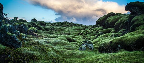 Исландский мох - 俄罗斯卫星通讯社