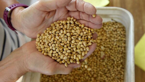 俄阿穆尔州启动全俄唯一大豆分离蛋白生产线 - 俄罗斯卫星通讯社