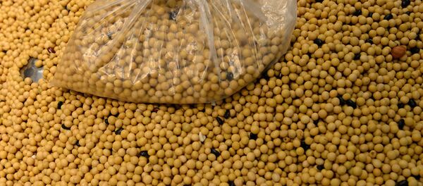 Семена сои - 俄羅斯衛星通訊社