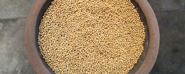 大豆 - 俄罗斯卫星通讯社