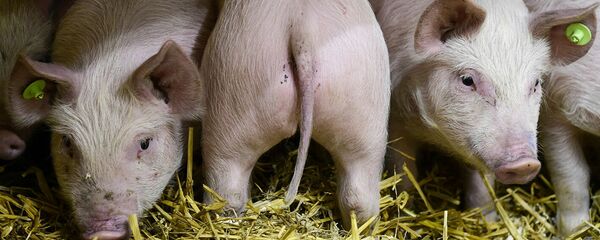 Поросята Поросята - 俄罗斯卫星通讯社