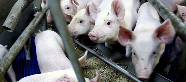 中国农业农村部：内蒙古鄂尔多斯从外省违规调入仔猪中排查出非洲猪瘟疫情 - 俄罗斯卫星通讯社