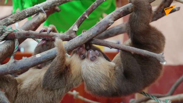 樹懶康復中心 - 俄羅斯衛星通訊社