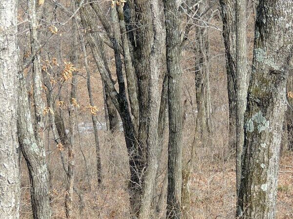 “豹園”國家公園展示了自己拍攝的“隱身”豹子照片  - 俄羅斯衛星通訊社