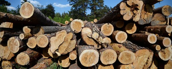 Лесозаготовка в Новосибирской области - 俄罗斯卫星通讯社