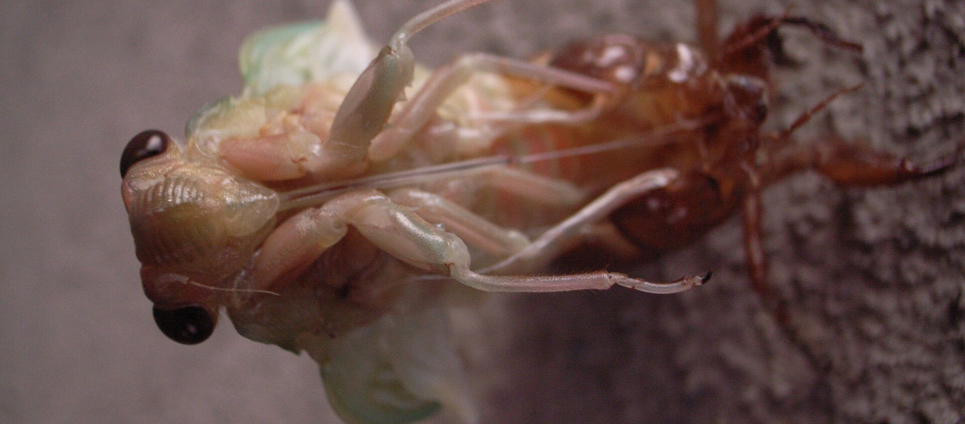不同寻常的真菌感染让蝉变成“飞行丧尸” 不同寻常的真菌感染让蝉变成“飞行丧尸” - 俄罗斯卫星通讯社, 1920, 30.06.2020