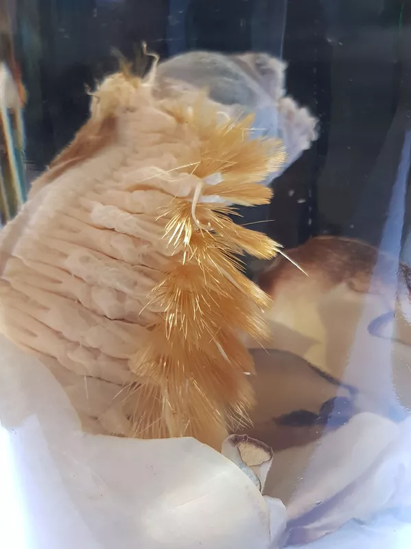 蛇頭毛毛蟲和吃蝙蝠的蜘蛛: 自然界可怕的例子 蛇頭毛毛蟲和吃蝙蝠的蜘蛛: 自然界可怕的例子 - 俄羅斯衛星通訊社
