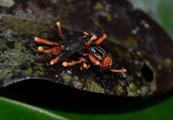 蛇头毛毛虫和吃蝙蝠的蜘蛛： 自然界可怕的例子 - 俄罗斯卫星通讯社