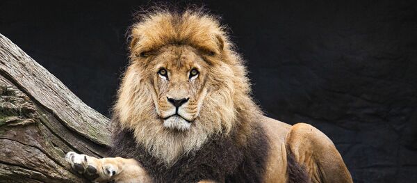 狮子 - 俄罗斯卫星通讯社
