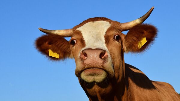 日本首例克隆牛中的另一头牛也“寿终正寝” - 俄罗斯卫星通讯社