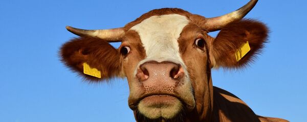 Корова крупным планом - 俄羅斯衛星通訊社