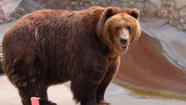 阿拉斯加將選出最胖的熊 - 俄羅斯衛星通訊社