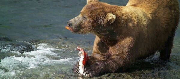 萨哈林动物园棕熊提前从冬眠中苏醒 萨哈林动物园棕熊提前从冬眠中苏醒 - 俄罗斯卫星通讯社