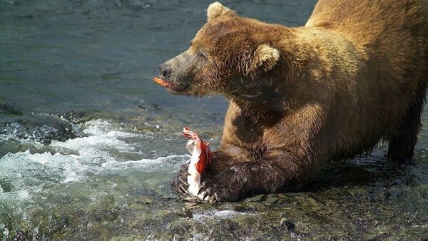 萨哈林动物园棕熊提前从冬眠中苏醒 - 俄罗斯卫星通讯社