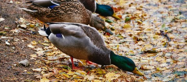 生态学家请求莫斯科市民用浆果和乳酪给过冬鸟儿投食 生态学家请求莫斯科市民用浆果和乳酪给过冬鸟儿投食 - 俄罗斯卫星通讯社