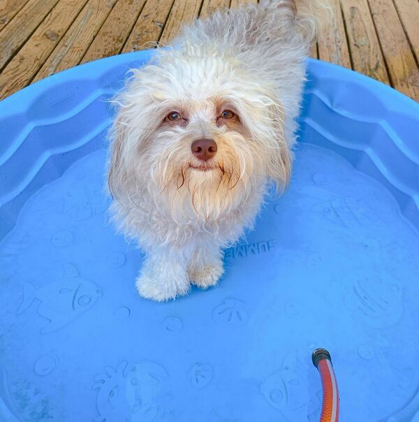 网上发现“人脸”狗 - 俄罗斯卫星通讯社