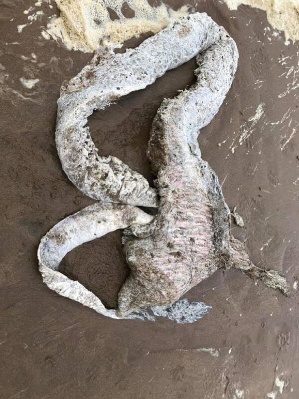 網上猜測照片中生物的來源 - 俄羅斯衛星通訊社