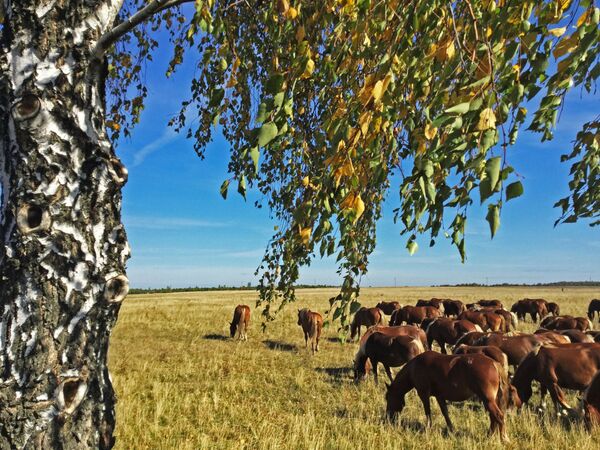 试验农场在波列斯基辐射生态保护区放牧的马匹 - 俄罗斯卫星通讯社