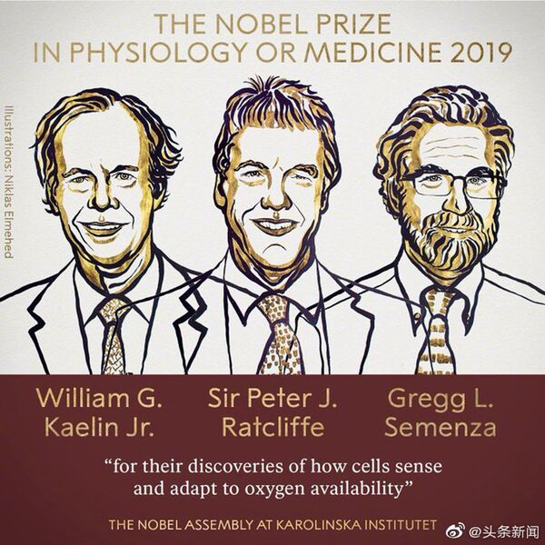 2019年诺贝尔生理学或医学奖揭晓：威廉·凯林，彼得·拉特克利夫， 以及格雷格·塞门扎获得这一奖项 - 俄罗斯卫星通讯社