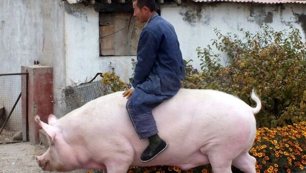 Китайский фермер на спине огромной свиньи - 俄羅斯衛星通訊社