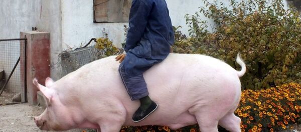 Китайский фермер на спине огромной свиньи - 俄罗斯卫星通讯社
