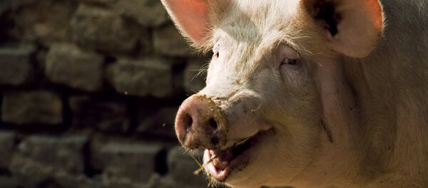 Свинья Свинья - 俄罗斯卫星通讯社