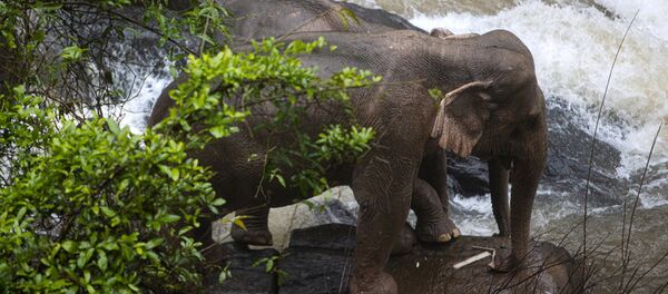 Слоны около водопада в Тайланде - 俄罗斯卫星通讯社