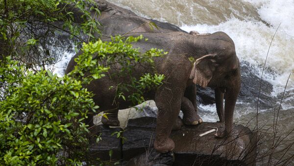Слоны около водопада в Тайланде - 俄罗斯卫星通讯社