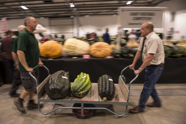大小很重要：讓你驚掉下巴的巨型蔬菜 - 俄羅斯衛星通訊社