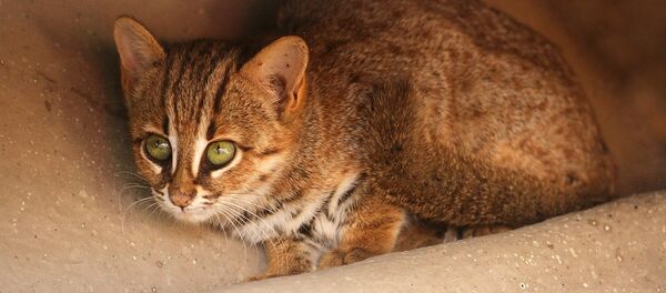 俄罗斯首次购进亚洲最小猫科动物 - 俄罗斯卫星通讯社