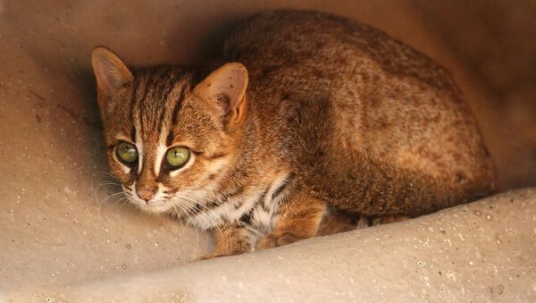 俄羅斯首次購進亞洲最小貓科動物 - 俄羅斯衛星通訊社