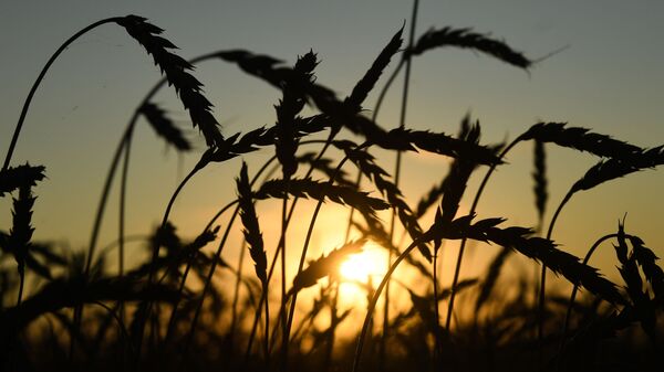 Уборка урожая зерновых в Новосибирской области - 俄罗斯卫星通讯社