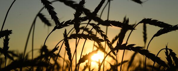 Уборка урожая зерновых в Новосибирской области - 俄羅斯衛星通訊社