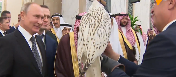 普京贈送沙特國王勘察加獵鷹 - 俄羅斯衛星通訊社