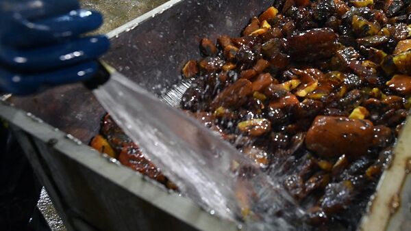 琥珀 - 俄罗斯卫星通讯社