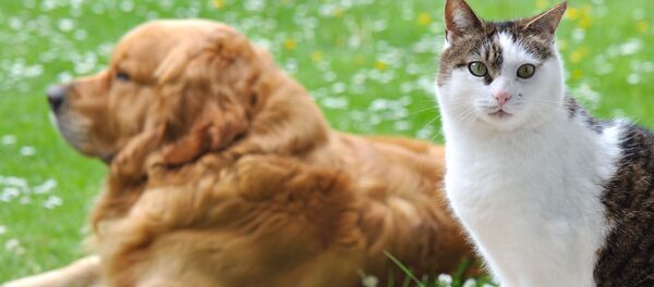 Золотистый ретривер и кошка - 俄罗斯卫星通讯社