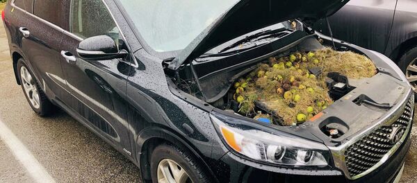 松鼠在汽车引擎盖下藏200颗核桃 - 俄罗斯卫星通讯社