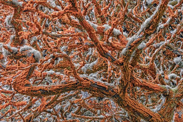 塞尔维亚裔美国摄影师Zorica Kovacevic的作品《Tapestry of life》获得大赛Plants and Fungi类别冠军 - 俄罗斯卫星通讯社