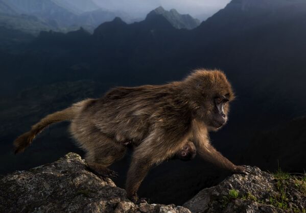 意大利摄影师Riccardo Marchgiani的作品《Early riser 》获得2019年度野生动物摄影师大赛15-17 years old 类别冠军 - 俄罗斯卫星通讯社