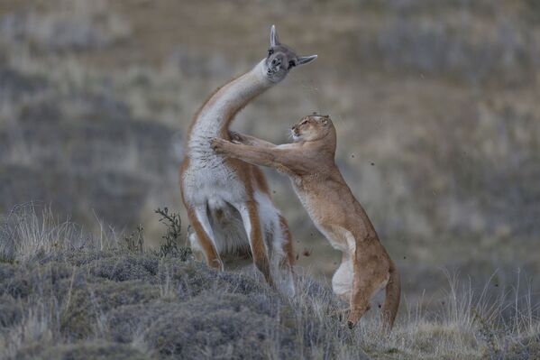 德國攝影師Ingo Arndt的作品《Equal match》獲得 Behaviour: Mammals 類別冠軍 - 俄羅斯衛星通訊社