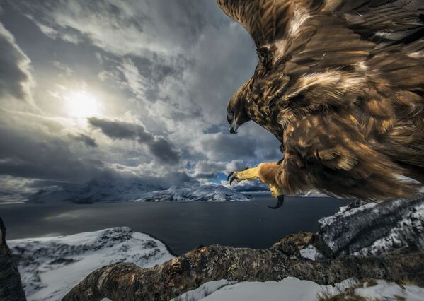 挪威攝影師Audun Rikardsen的作品《Land of the eagle》獲得Behaviour: Birds 類別冠軍 - 俄羅斯衛星通訊社