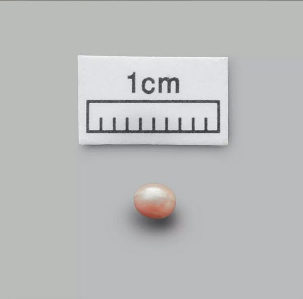 阿布扎比卢浮宫将展出世界最古老珍珠 阿布扎比卢浮宫将展出世界最古老珍珠 - 俄罗斯卫星通讯社