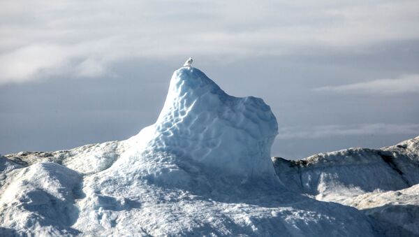 Птица на айсберге в акватории острова Гренландия - 俄羅斯衛星通訊社