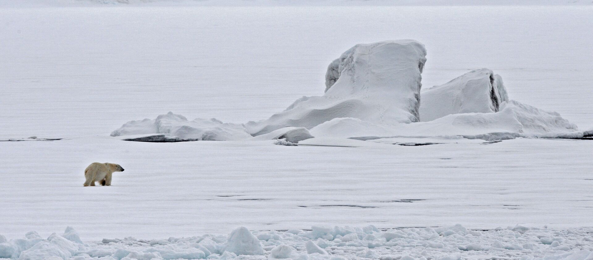 Белый медведь на льдине в Северном ледовитом океане - 俄羅斯衛星通訊社, 1920, 15.02.2021