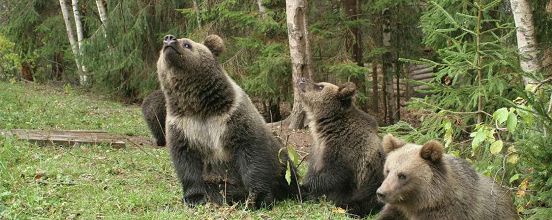 俄堪察加边疆区数头熊闯入居民区 2头被击毙 - 俄罗斯卫星通讯社, 1920, 09.09.2021