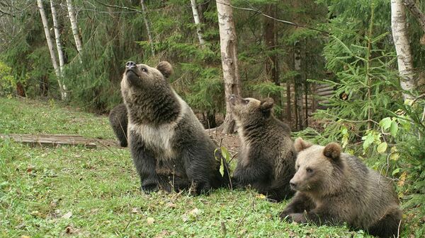 俄堪察加边疆区数头熊闯入居民区 2头被击毙 - 俄罗斯卫星通讯社